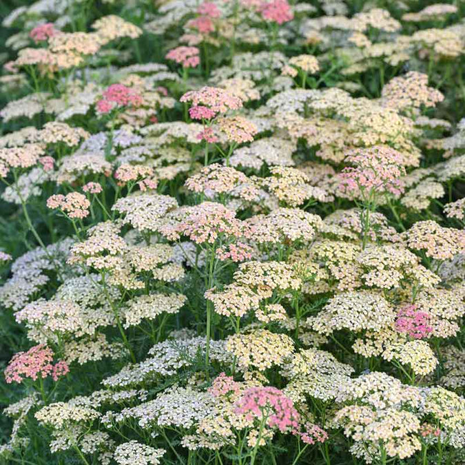 yarrow salmon beauty