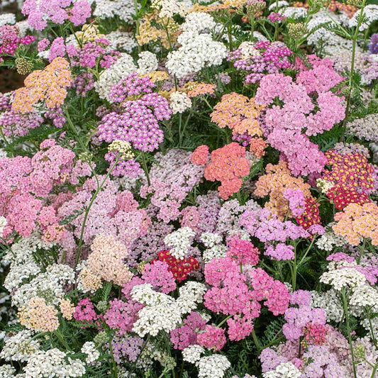 yarrow summer berries | copyright: Floramedia UK Ltd