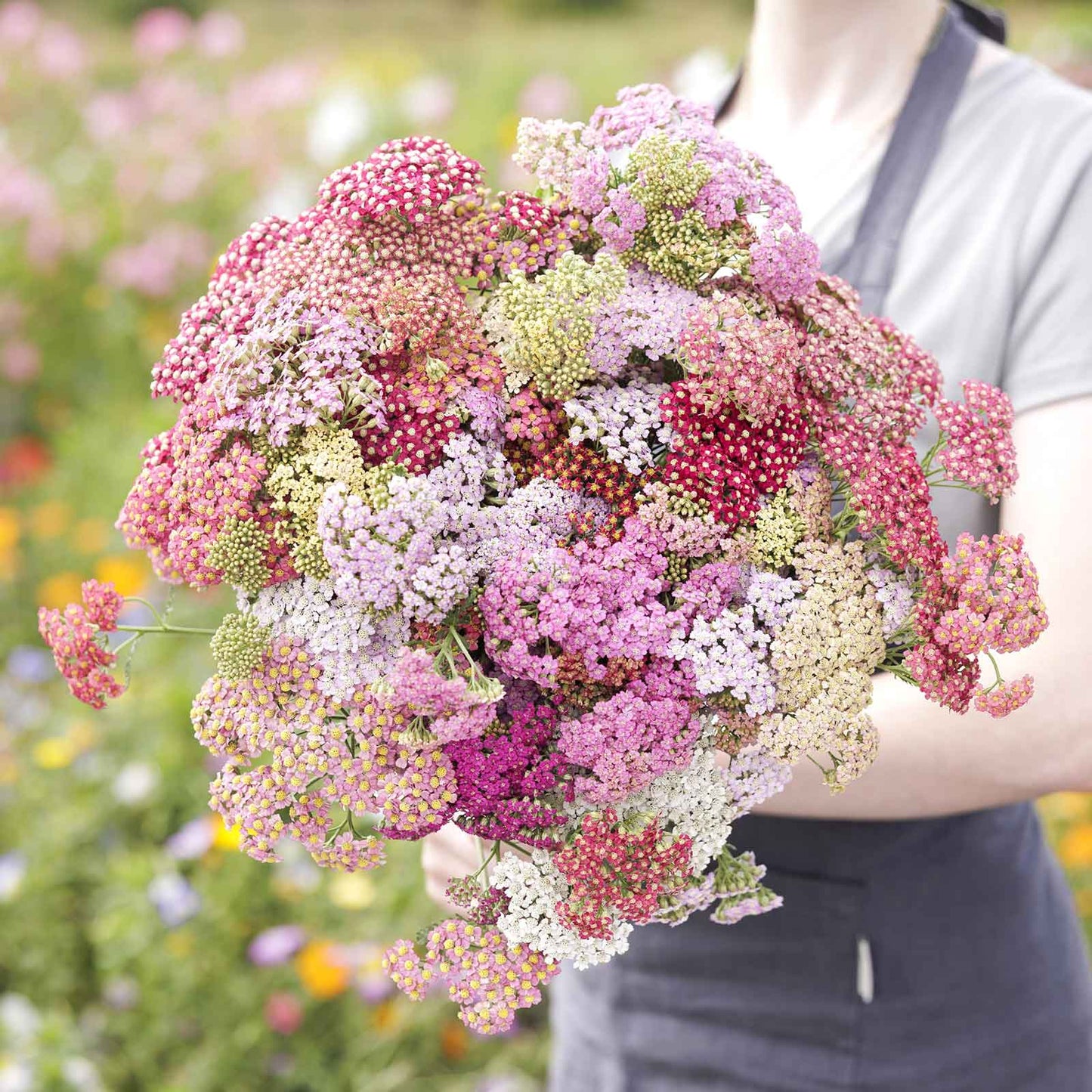 yarrow summer pastels mix