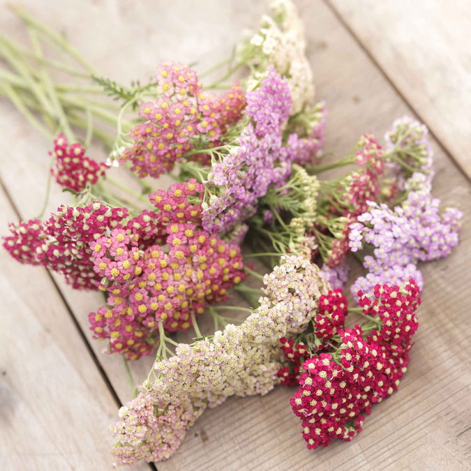 yarrow summer pastels mix