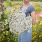 white yarrow