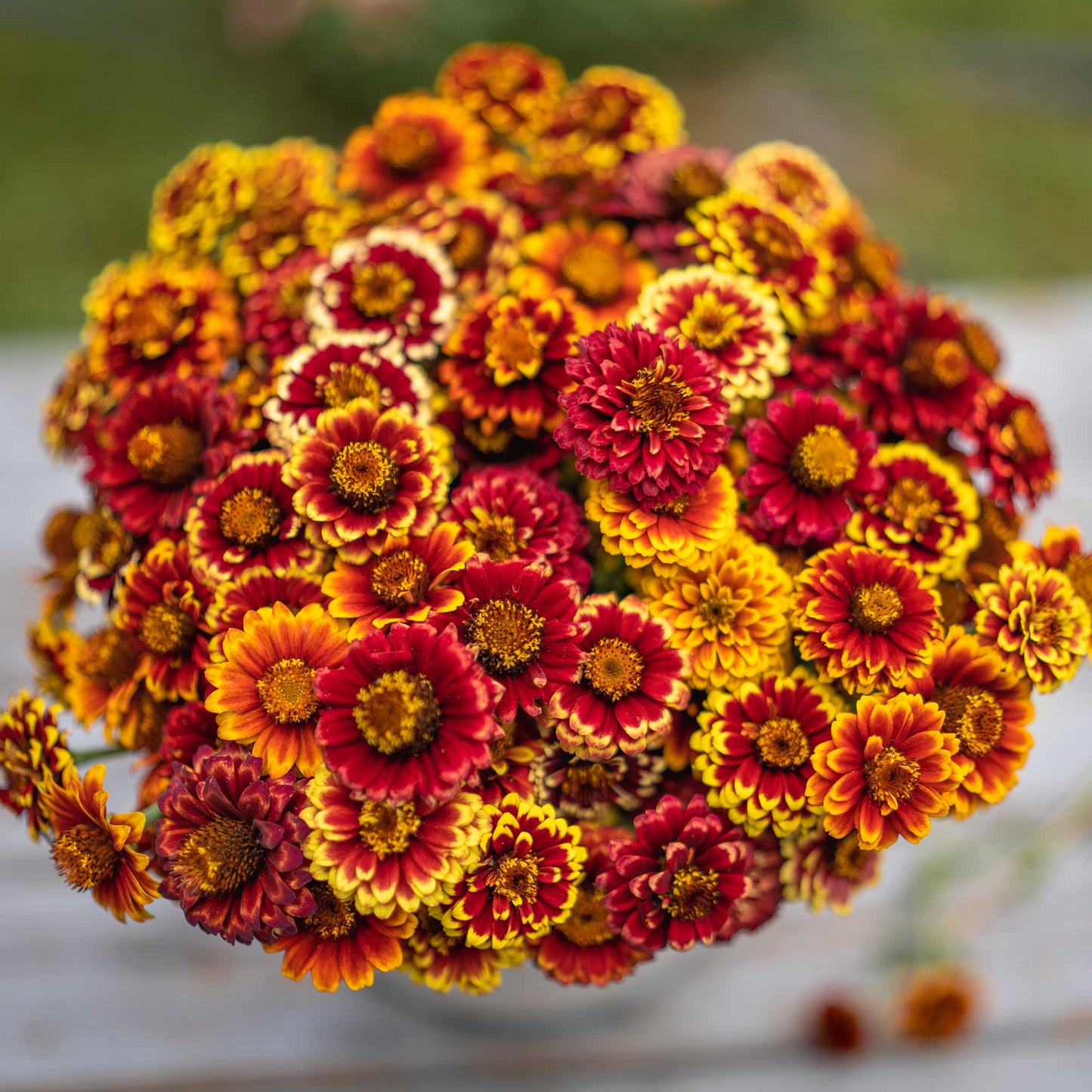 zinnia aztec mix