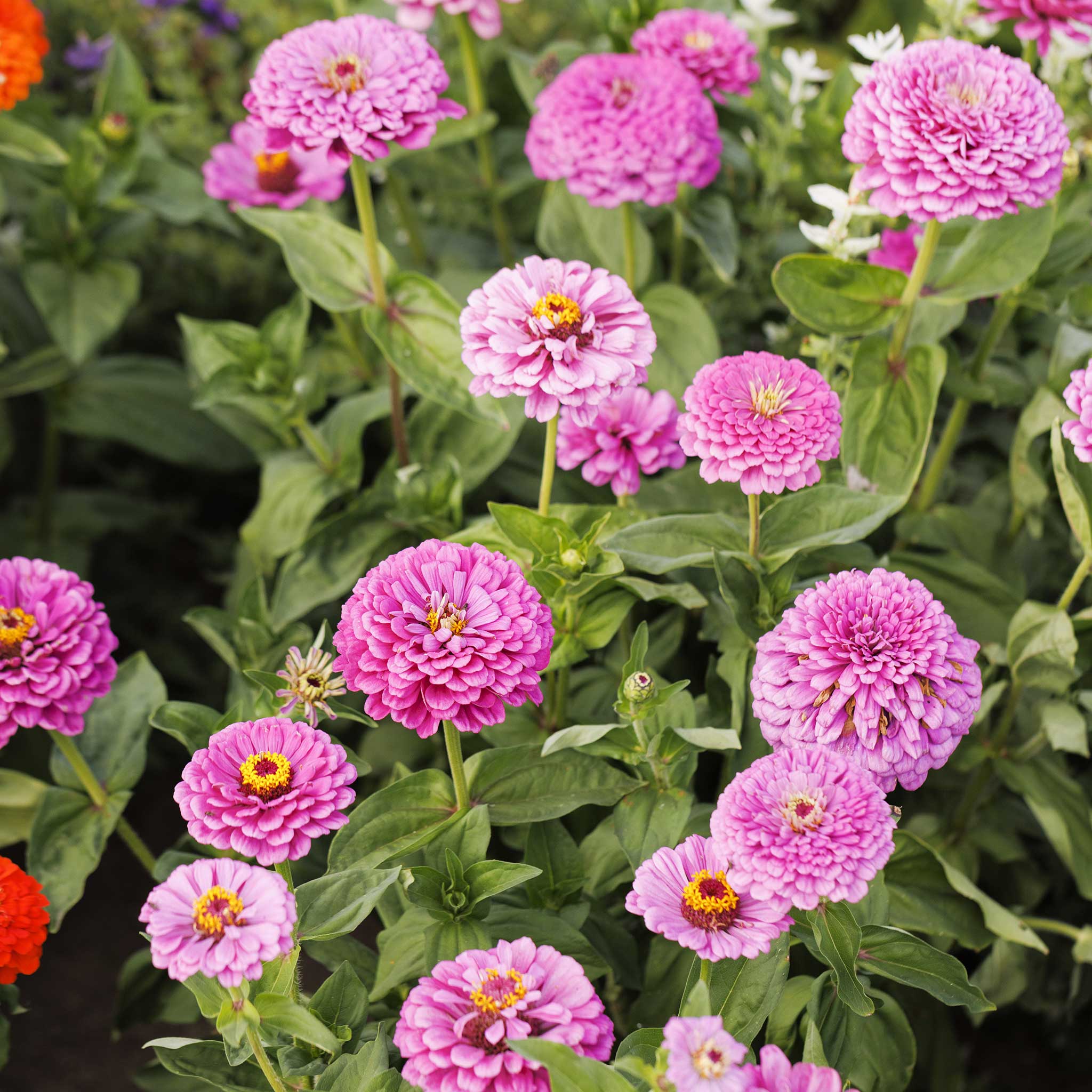 Zinnia Seeds - Benary Giant Lilac | Flower Seeds in Packets & Bulk ...