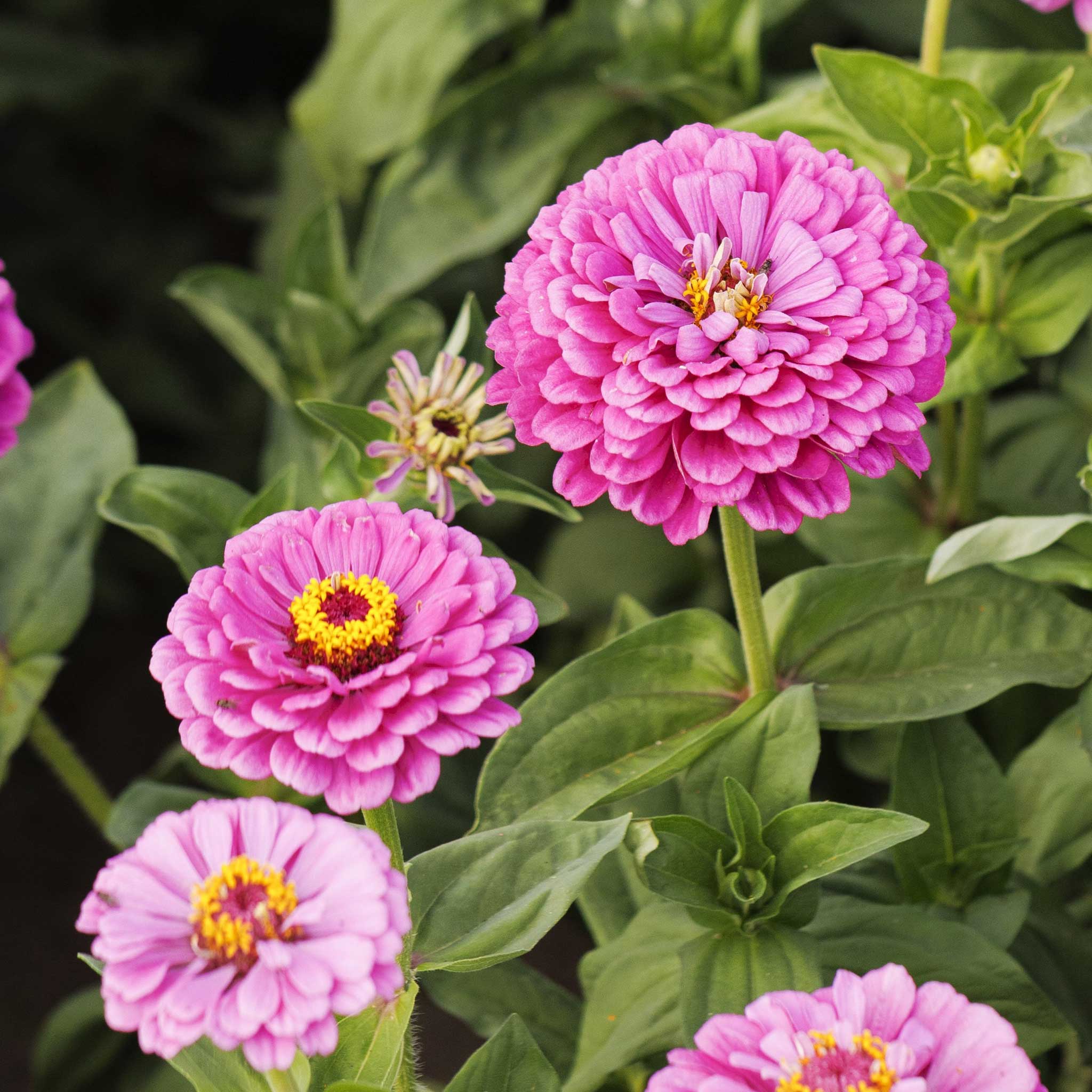 Zinnia Seeds - Benary Giant Lilac | Flower Seeds in Packets & Bulk ...