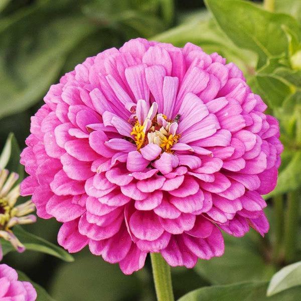 Zinnia Seeds - Benary Giant Lilac | Flower Seeds in Packets & Bulk ...