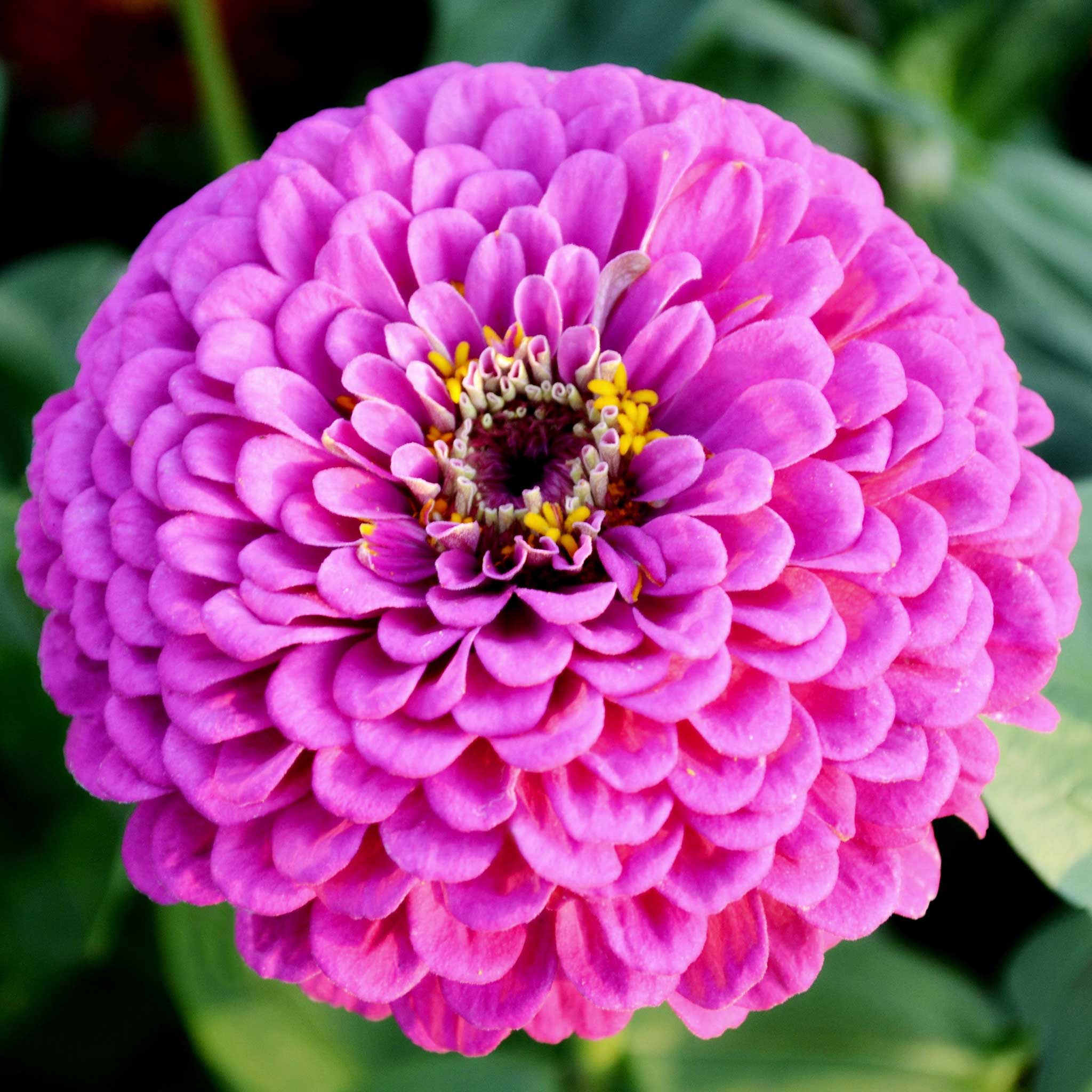 Zinnia Seeds - Benary Giant Lilac | Flower Seeds in Packets & Bulk ...