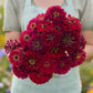 zinnia benary giant scarlet