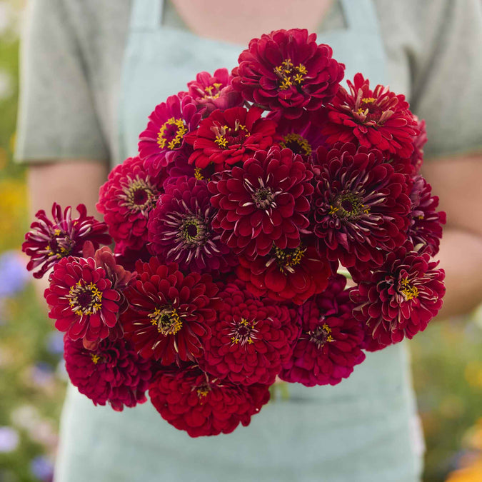 zinnia benary giant scarlet