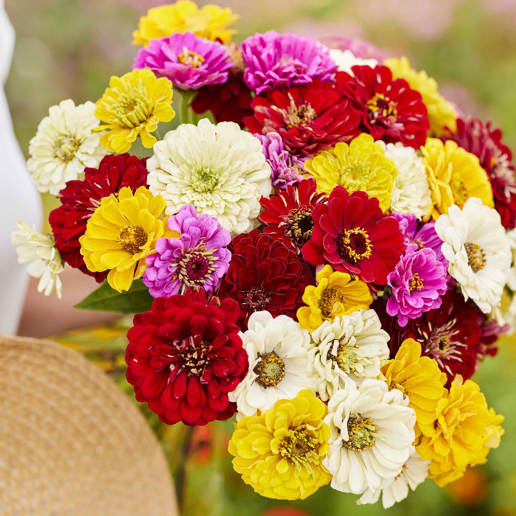 Zinnia Seeds - Benary Mix | Flower Seeds in Packets & Bulk | Eden Brothers