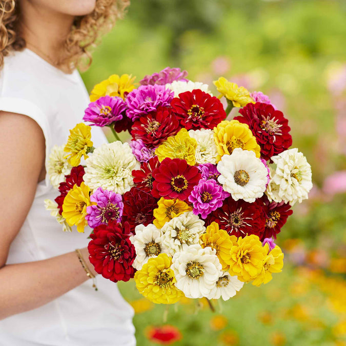 zinnia benary mix