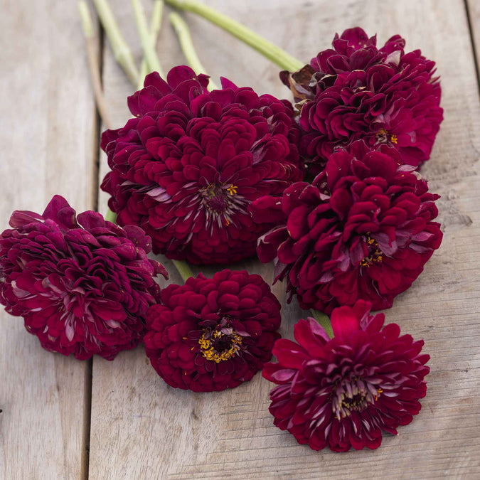 zinnia benary giant wine