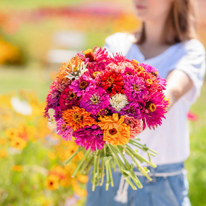 zinnia cactus mix