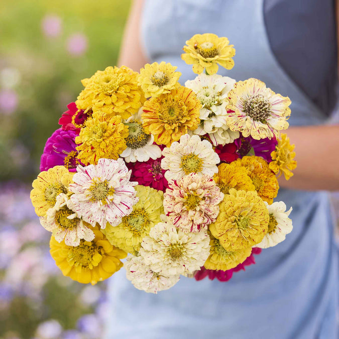 zinnia candy stripe