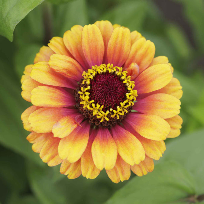 zinnia carrousel mix