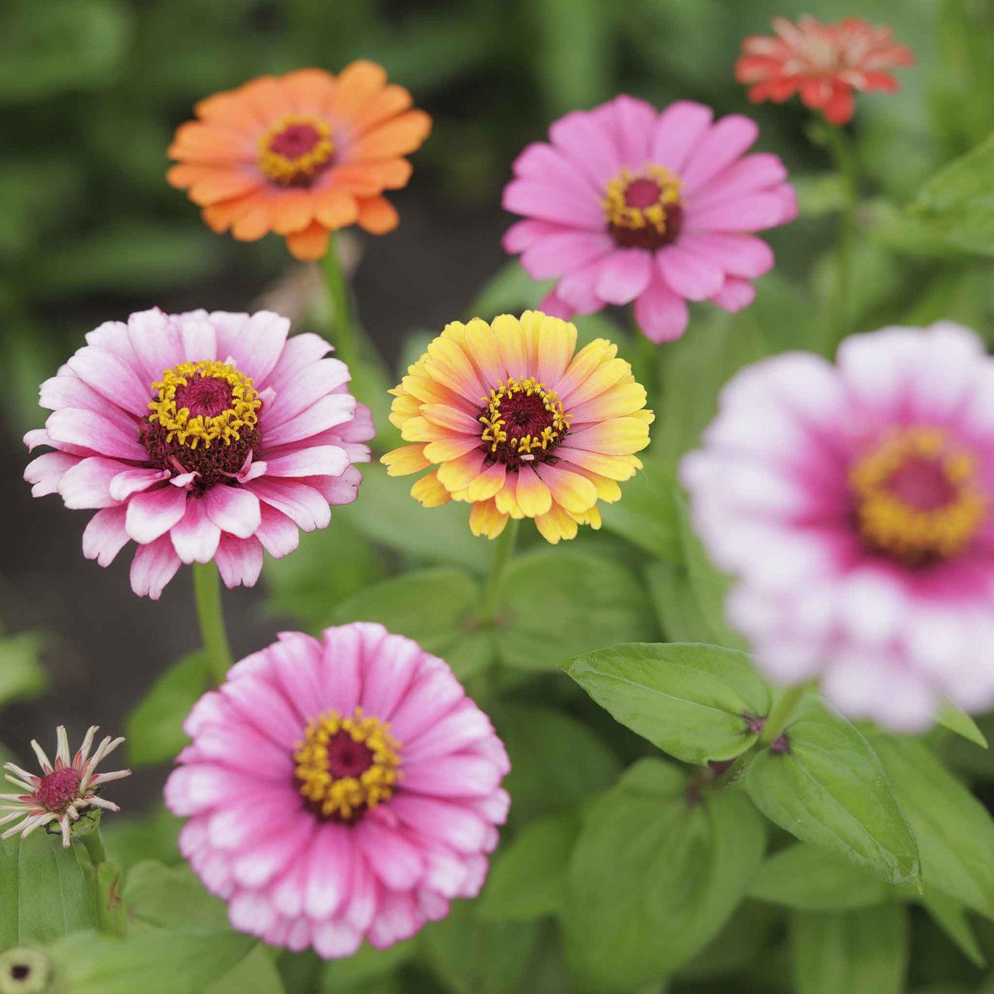 zinnia carrousel mix