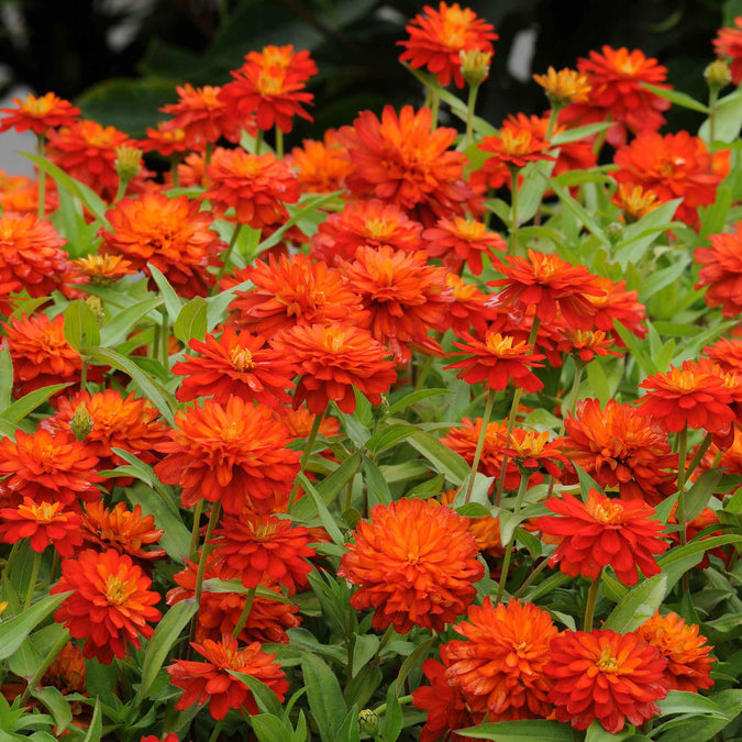 zinnia zahara fire