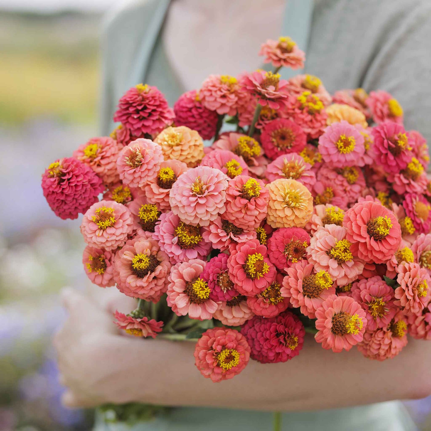 zinnia lilliput salmon