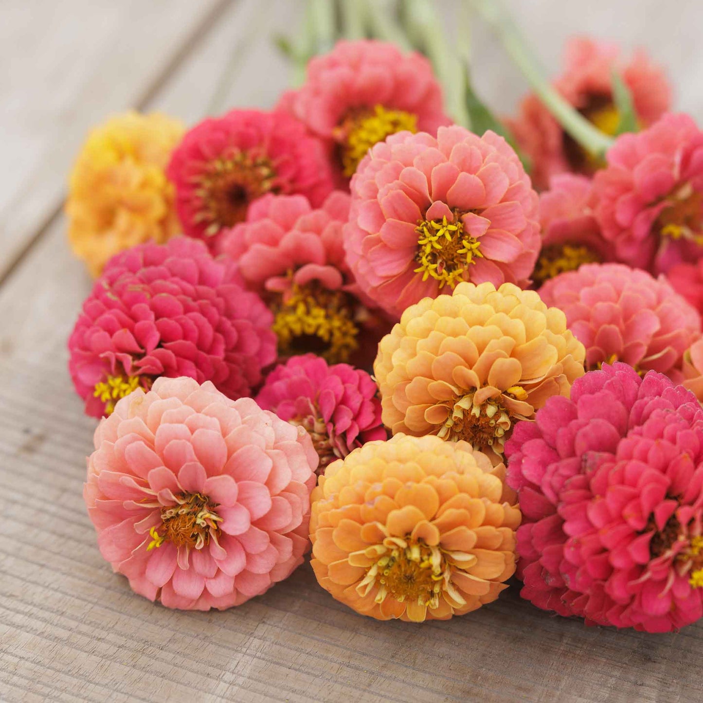 zinnia lilliput salmon