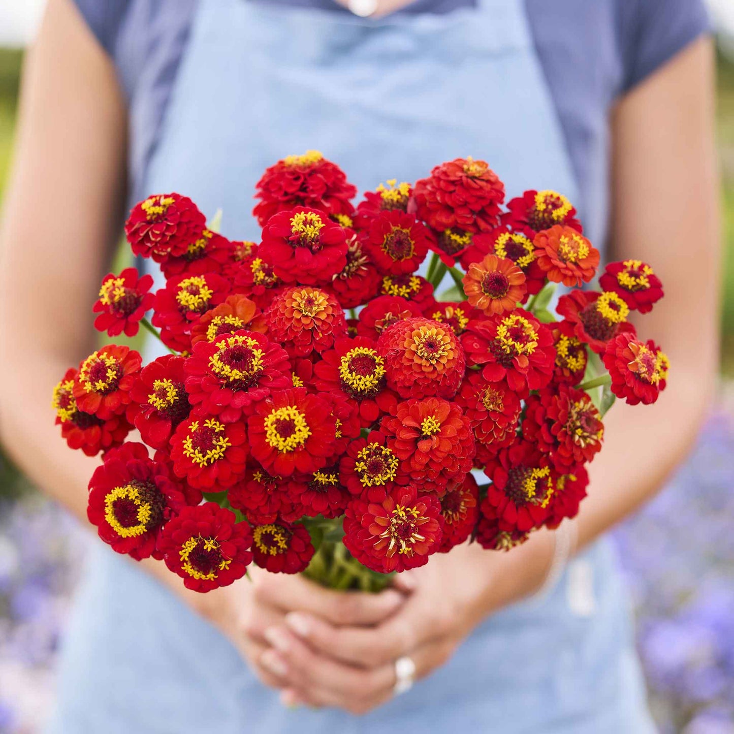 zinnia lilliput scarlet