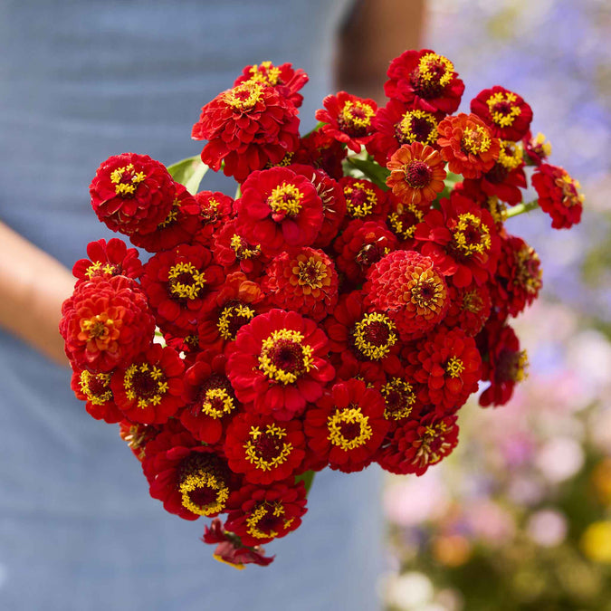 zinnia lilliput scarlet