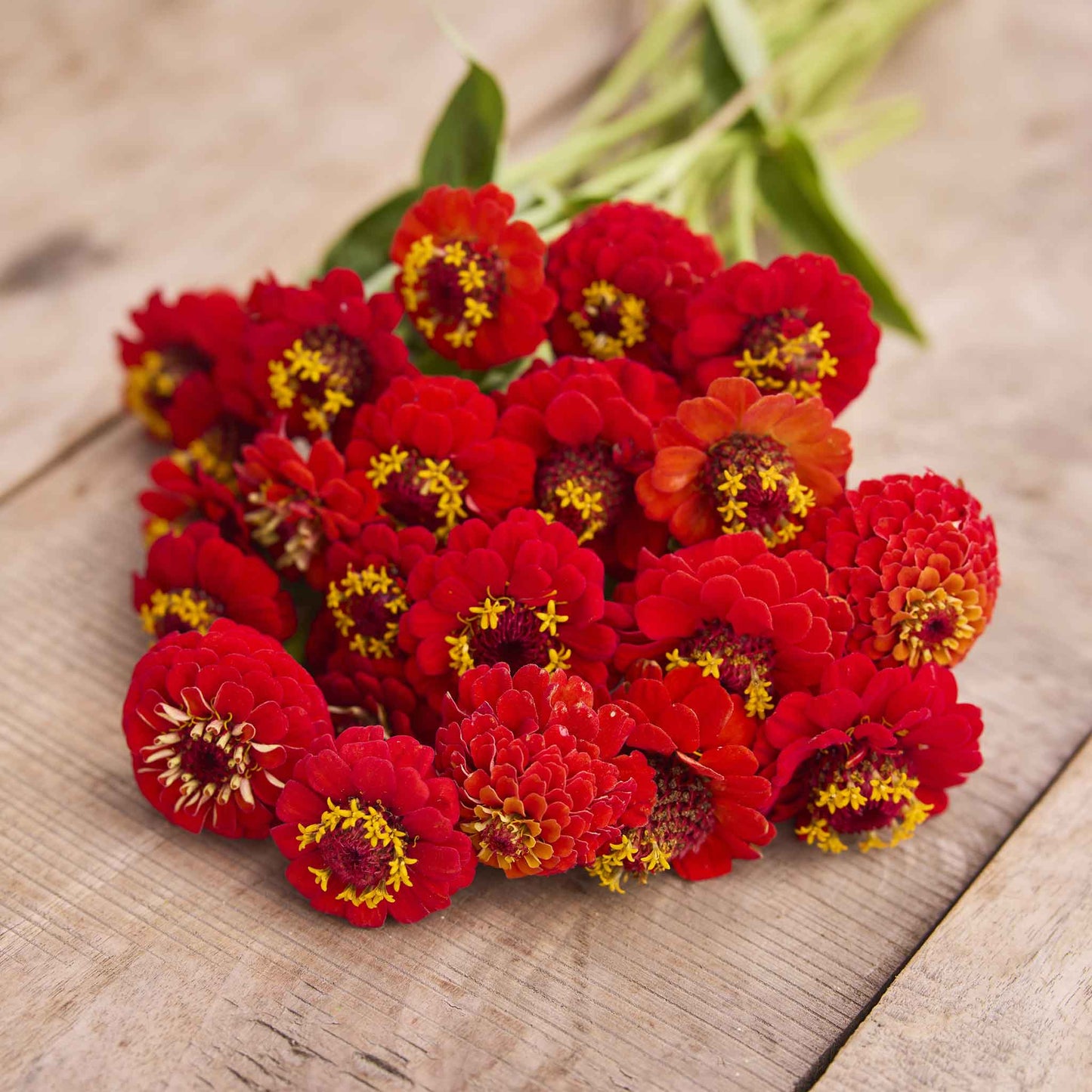 zinnia lilliput scarlet