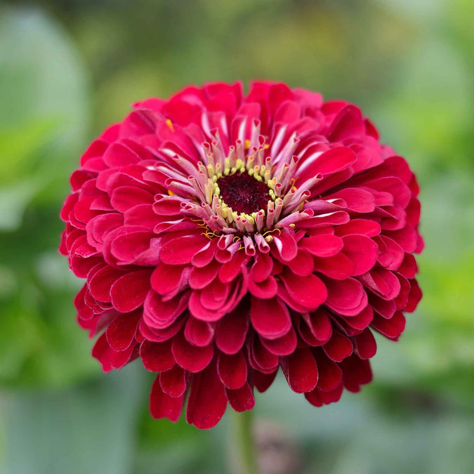 zinnia lilliput redman