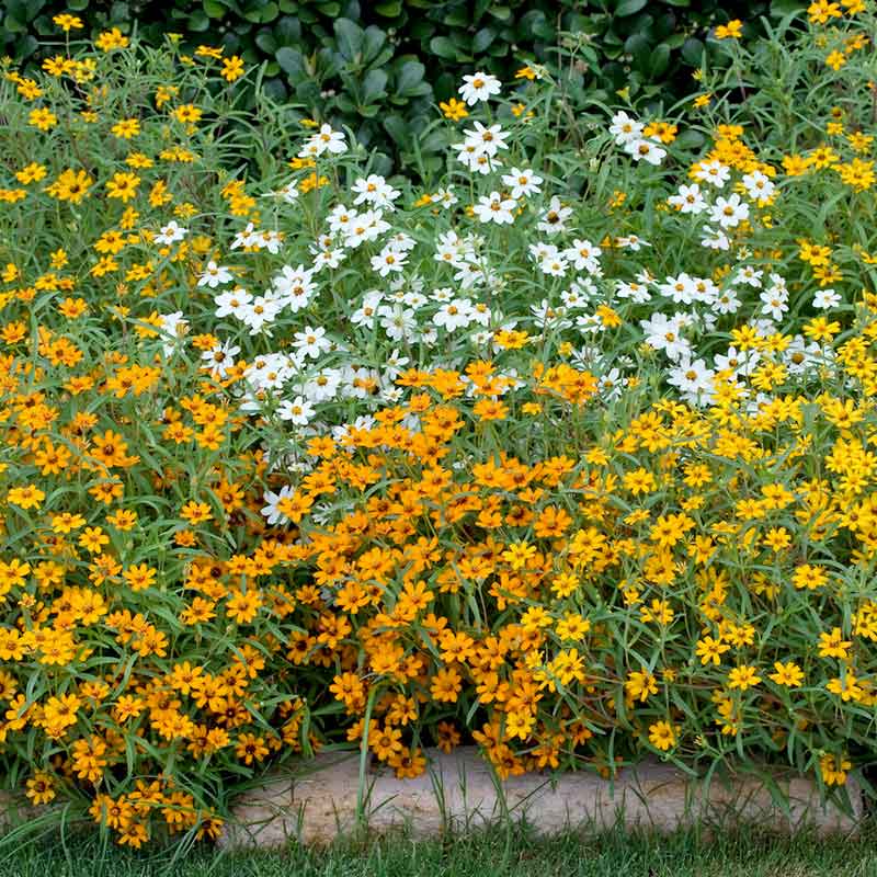 zinnia linearis mix | copyright: Floramedia UK Ltd