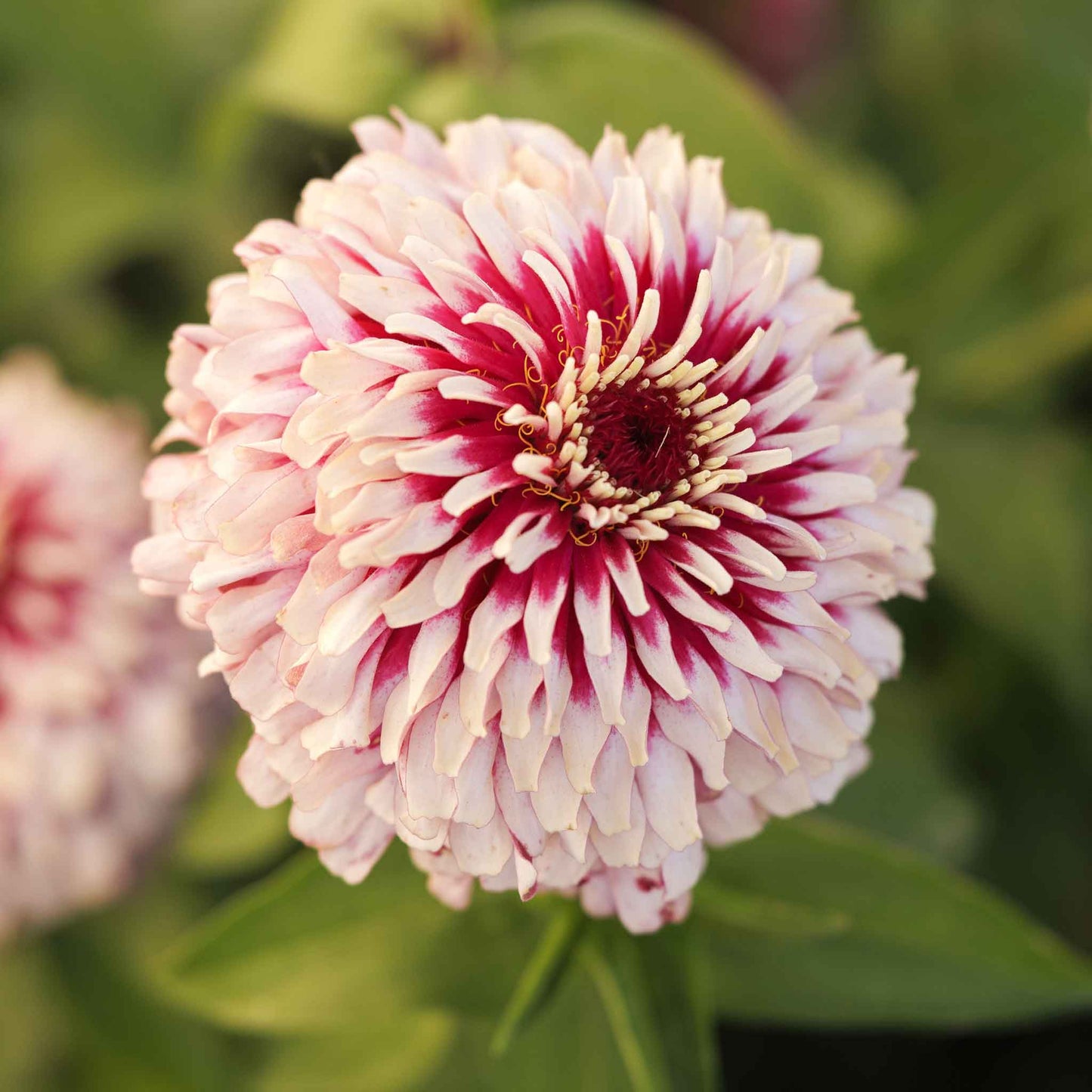 zinnia mazurkia