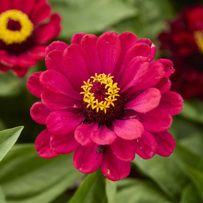 zinnia meteor