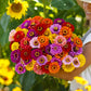 zinnia organic california giants