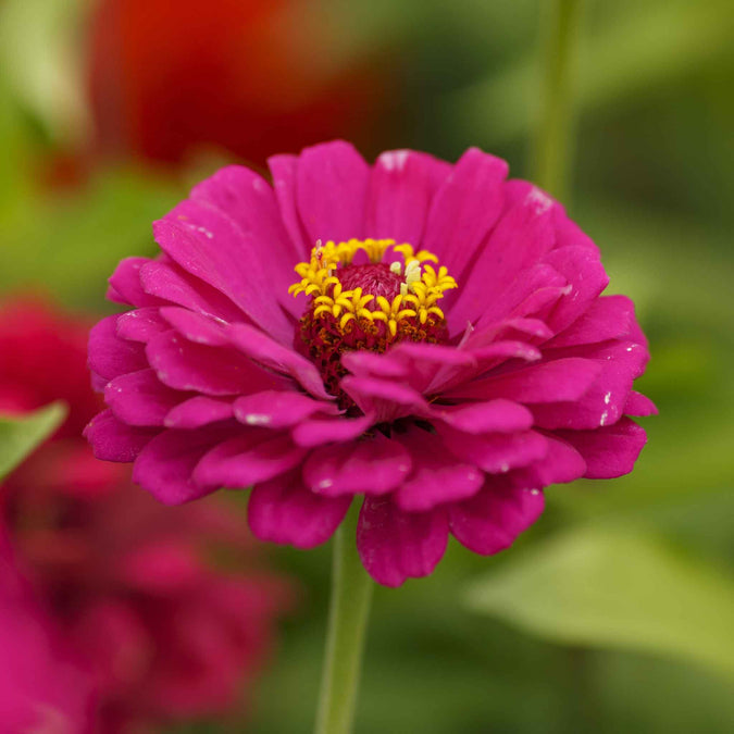 zinnia organic california giants