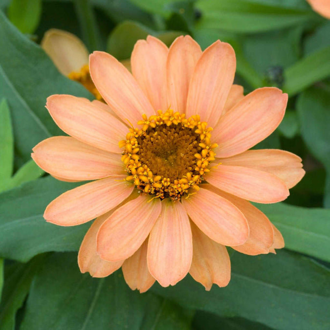 zinnia profusion apricot