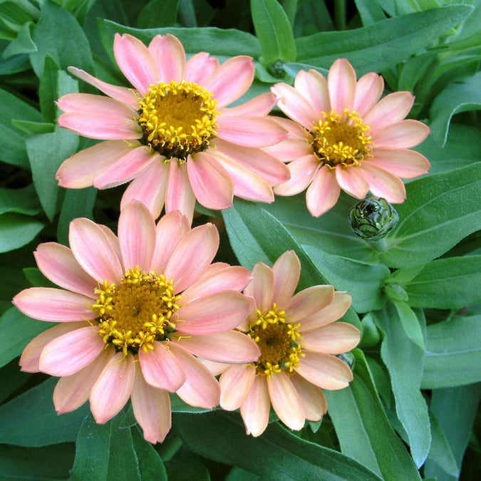 zinnia profusion apricot