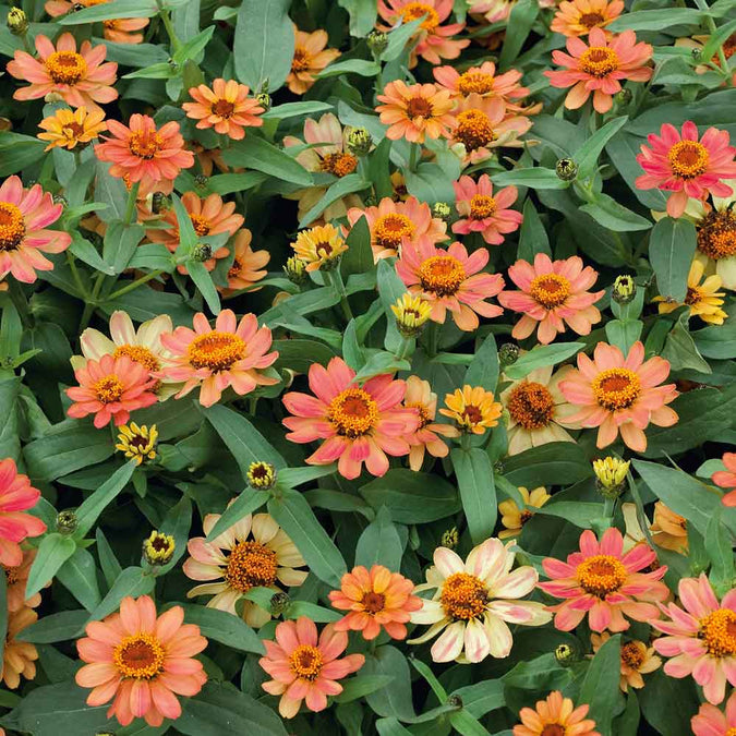 zinnia profusion apricot