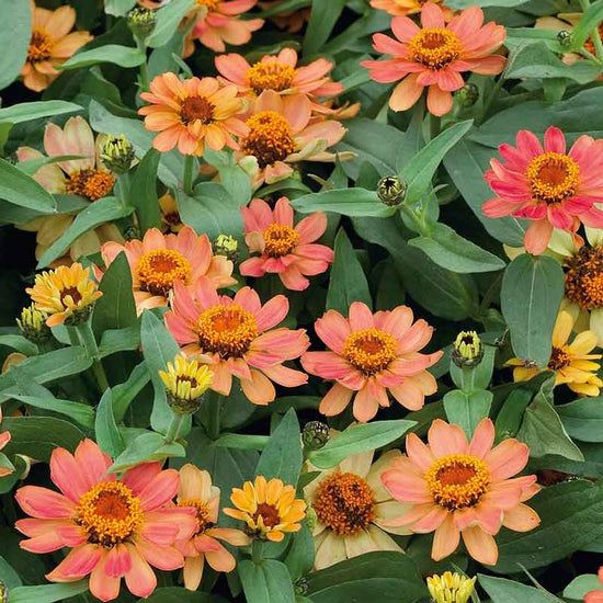 Zinnia Seeds - Profusion Apricot | Flower Seeds in Packets & Bulk ...