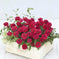 Zinnia Seeds - Profusion Double Hot Cherry | Flower Seeds in Packets ...