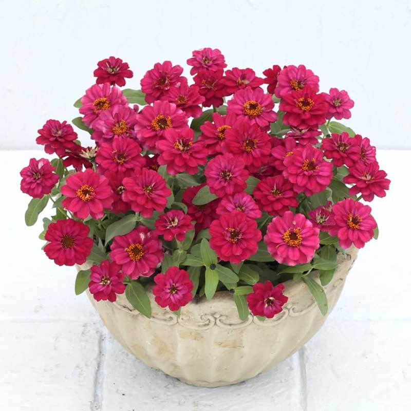 Zinnia Seeds - Profusion Double Hot Cherry | Flower Seeds in Packets ...