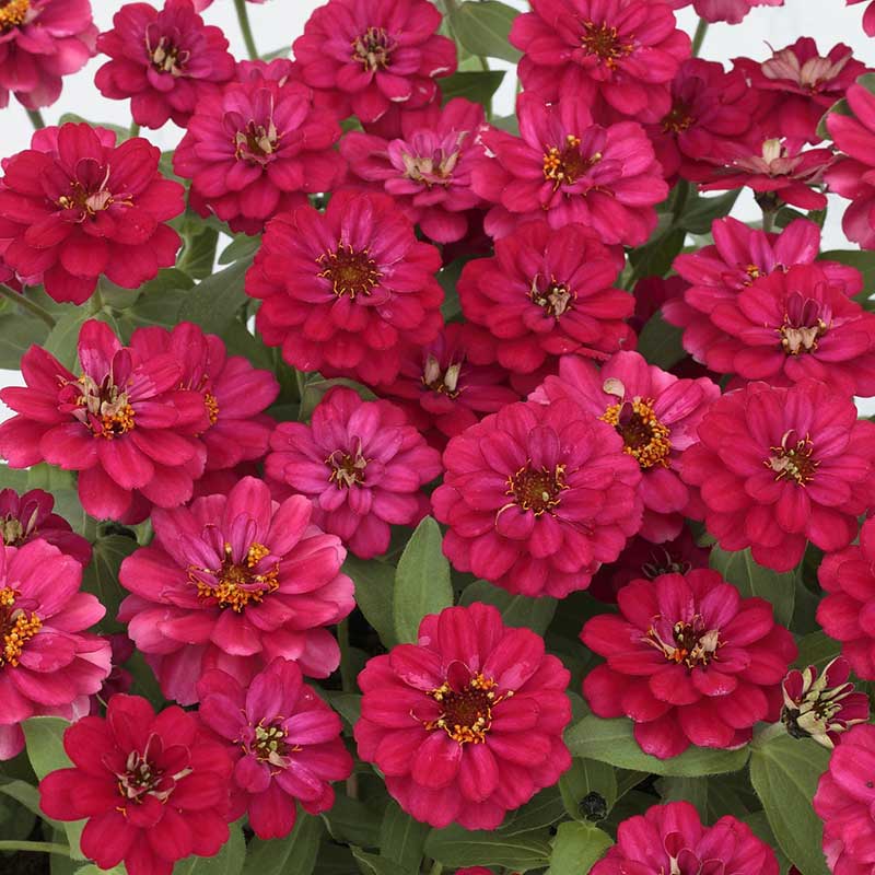 Zinnia Seeds - Profusion Double Hot Cherry | Flower Seeds in Packets ...