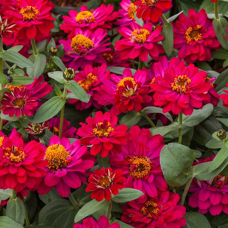 Zinnia Seeds - Profusion Double Hot Cherry | Flower Seeds in Packets ...