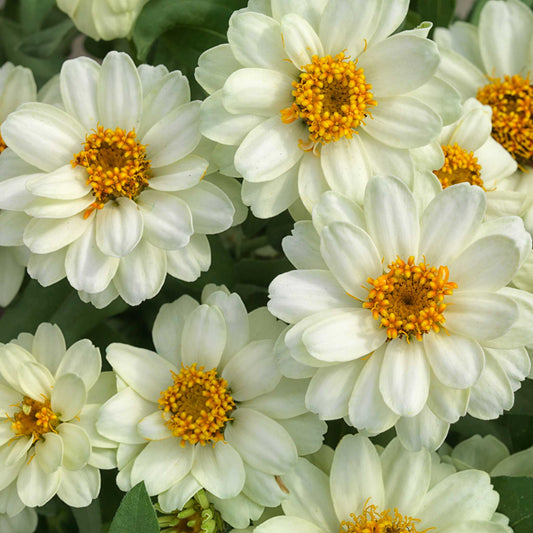 zinnia profusion double white