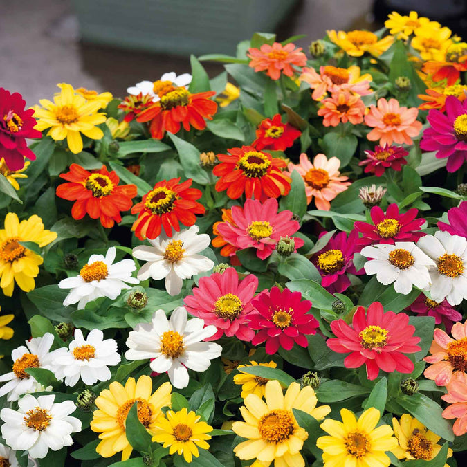 zinnia profusion mix