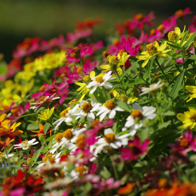 zinnia profusion mix