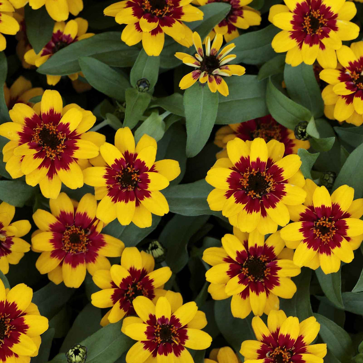 Zinnia Seeds - Profusion Red-Yellow Bicolor | Flower Seeds in Packets ...