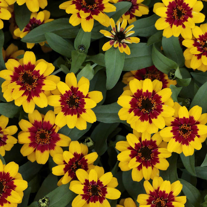 zinnia profusion red yellow bicolor