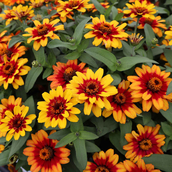 zinnia profusion red yellow bicolor