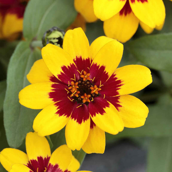 zinnia profusion red yellow bicolor