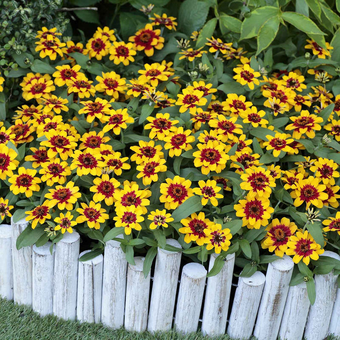 zinnia profusion red yellow bicolor