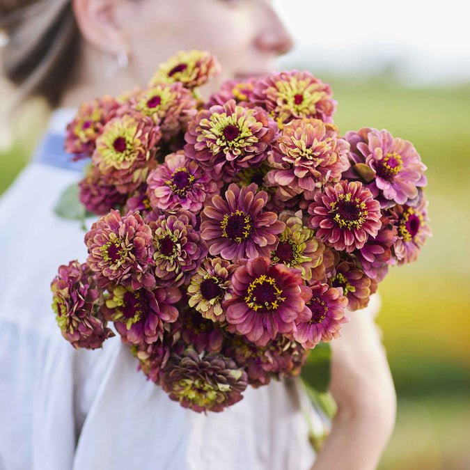 zinnia queen lime red