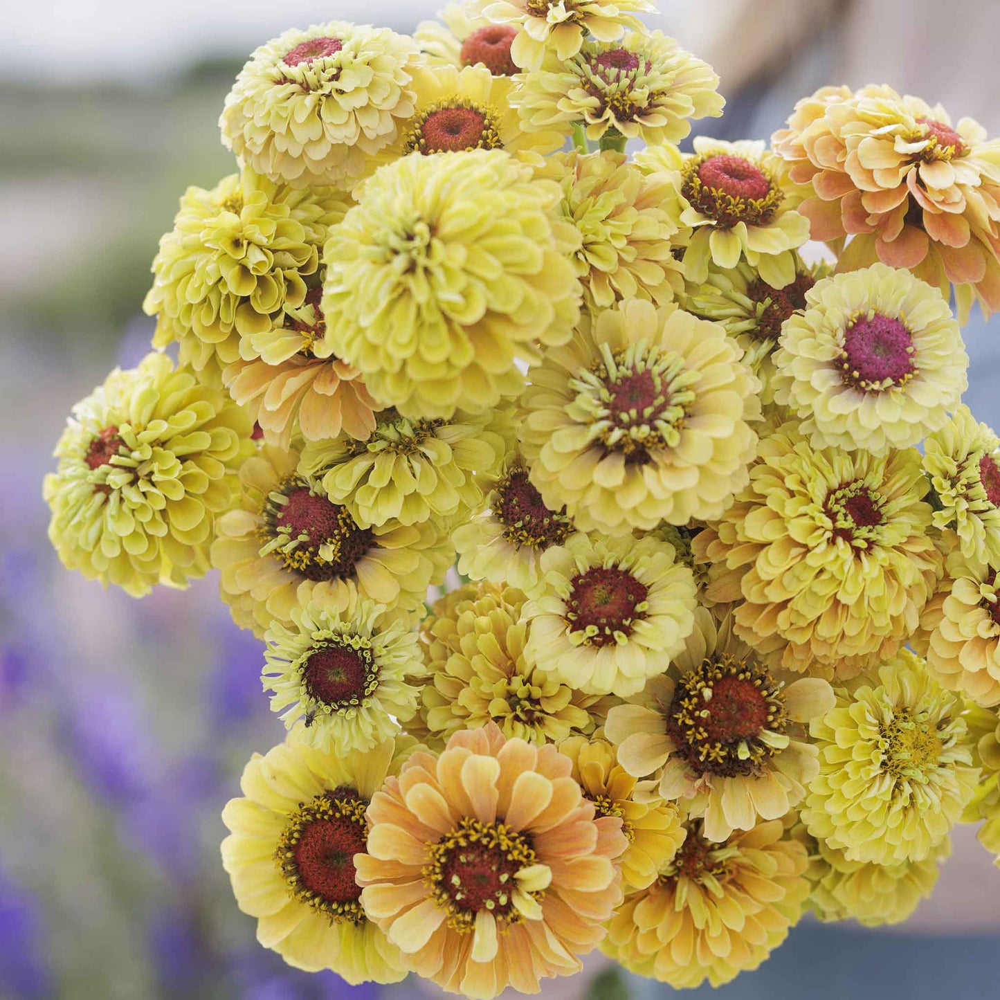 zinnia queeny lemon peach