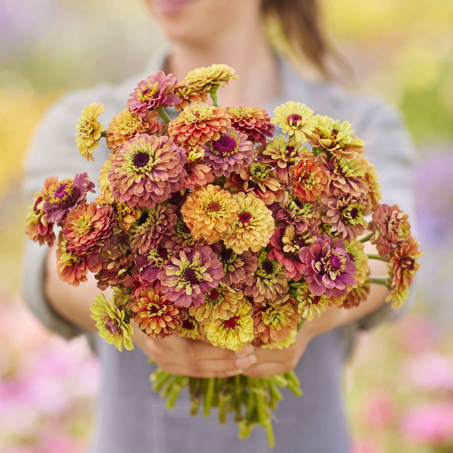 zinnia queeny lime mix